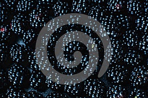 Close-up of ripe black mulberry berries. View from above