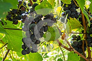 Close-up of ripe blue wine grapes on vine, vineyards in autumn harvest. Fruits in fall. beautiful red grapes ready for harvesting