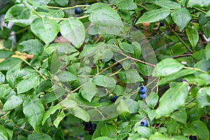 Close up of ripe blueberries growing on a blueberry bush