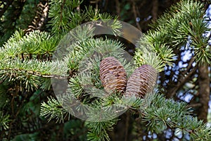 Close-up of ripe brown cones and green needles of Himalayan cedar Cedrus Deodara, Deodar