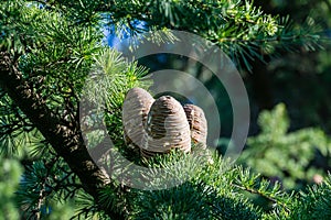 Close-up of ripe brown cones and green needles of Himalayan cedar Cedrus Deodara, Deodar growing in resort city center of Sochi