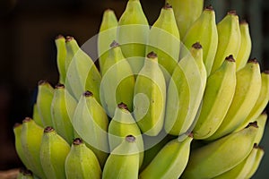 Close Up of a Ripe Bunch of Colorful Bananas