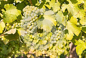 Ripe bunches of chardonnay grapes growing on vine in vineyard photo