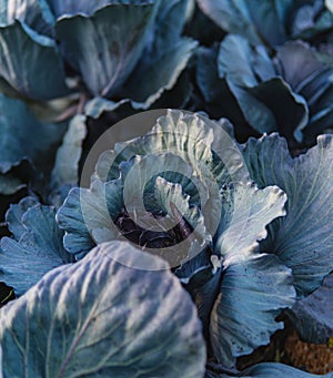 Close-up of ripe cabbage growing in a field