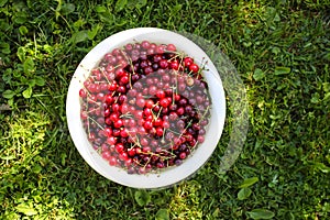 Close up of ripe cherries with stalks and leaves.