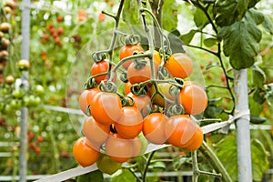 Close-up ripe cherry tomatoes soon to be harvest on the farm Taiwan.