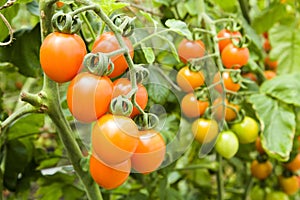 Close-up ripe cherry tomatoes soon to be harvest on the farm Taiwan.