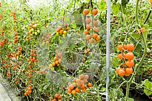 Close-up ripe cherry tomatoes soon to be harvest on the farm Taiwan.