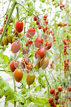 Close-up ripe cherry tomatoes soon to be harvest on the farm Taiwan.