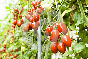 Close-up ripe cherry tomatoes soon to be harvest on the farm Taiwan.