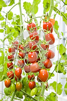 Close-up ripe cherry tomatoes soon to be harvest on the farm Taiwan.