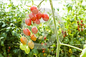 Close-up ripe cherry tomatoes soon to be harvest on the farm Taiwan.