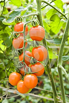 Close-up ripe cherry tomatoes soon to be harvest on the farm Taiwan.