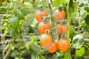 Close-up ripe cherry tomatoes soon to be harvest on the farm Taiwan.