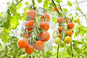 Close-up ripe cherry tomatoes soon to be harvest on the farm Taiwan.