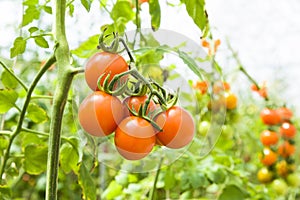 Close-up ripe cherry tomatoes soon to be harvest on the farm Taiwan.