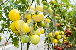 Close-up ripe cherry tomatoes soon to be harvest on the farm Taiwan.