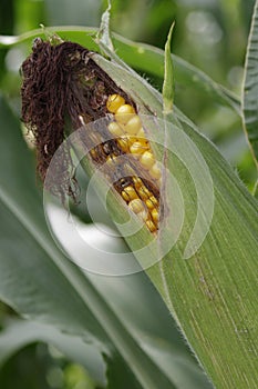 Close up of ripe corn field