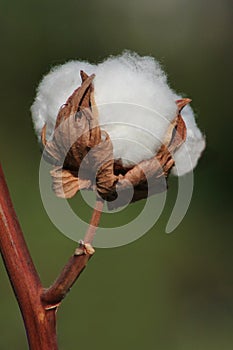 Close-up of Ripe Cotton boll, cotton plant - Gossypium - flower