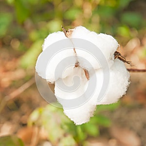 Close-up of Ripe cotton bolls