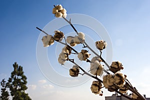 Close-up of Ripe cotton bolls on branch against cloudy blue sky