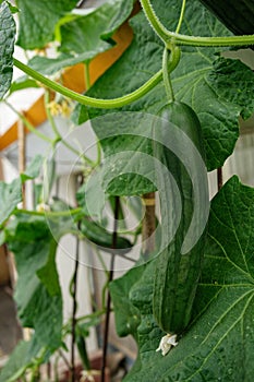 Close-up of a ripe cucumber growing in a greenhouse