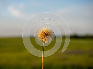 Close-up of a ripe dandelion flower against the background of the evening sky and field. Selective focus