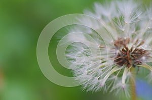 Close-up of ripe dandelion seeds ready to fly. Soft focus