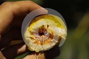 close-up of ripe fig fruits on a tree among green leaves