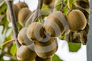 Close-up of ripe fruit of Kiwi Actinidia chinensis or deliciosa, kiwifruit or Chinese Gooseberry. Beautiful kiwi on branches