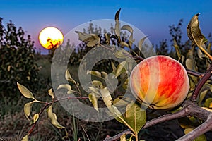 close-up of ripe fruit, surrounded by the harvest moon