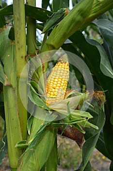 A close-up of a ripe, full corn, maize ear on a corn plant`s stalk in the field ready to harvest. Good corn harvest