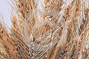 Close-up ripe golden dried organic wheat ears.