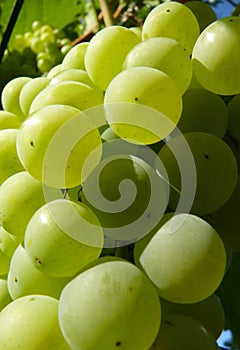 Close Up of Ripe Golden Grape Cluster on Vine