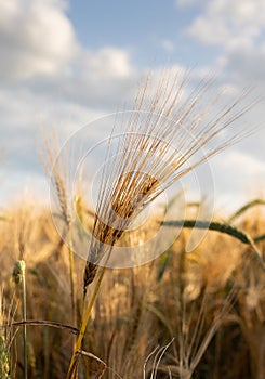 Close-up ripe golden wheat ears. Golden wheat field under sunlight