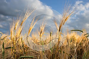 Close-up ripe golden wheat ears. Golden wheat field under sunlight