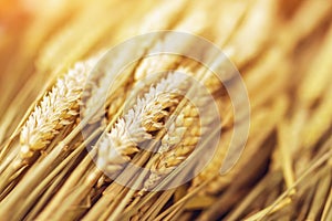 Close-up ripe golden wheat ears. Golden wheat field under sunlight. Nature background.