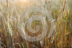 Close up ripe golden wheat on the field with shining sunlight. Agribusiness concept