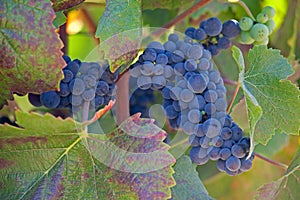 Close up of ripe grape cluster on vine