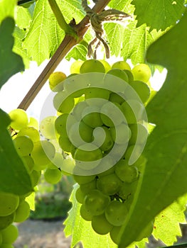 Close Up of Ripe Grape Cluster on Vine