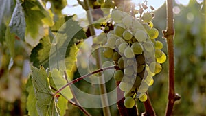 Close-up of ripe grapes on vine for making white wine. Ripe vineyard Grapes in sunset. Grapes harvest in Spain