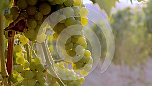 Close-up of ripe grapes on vine for making white wine. Ripe vineyard Grapes in sunset. Grapes harvest in Spain