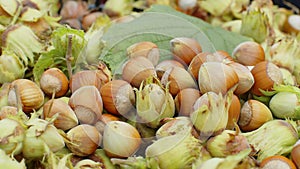 Close-up of ripe hazelnuts in nutshells drying, raw fresh picked nuts fruit, harvest autumn time