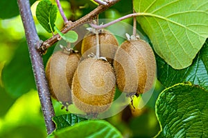 Close-up of ripe kiwi fruit on the bushes. Italy agritourism