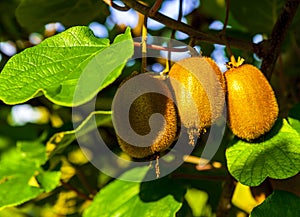 Close-up of ripe kiwi fruit on the bushes. Italy agritourism