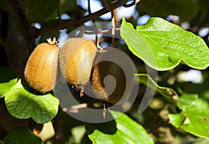 Close-up of ripe kiwi fruit on the bushes. Italy agritourism