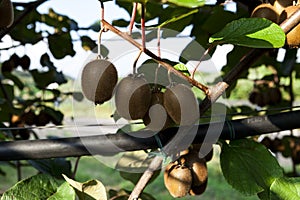 Close-up of ripe kiwi fruit on the bushes. Italy agritourism