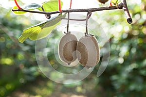 Close-up of ripe kiwi fruit on the bushes. Italy agritourism