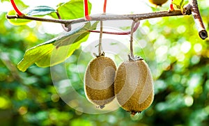 Close-up of ripe kiwi fruit on the bushes. Italy agritourism