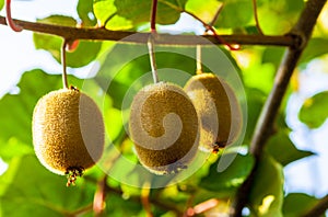 Close-up of ripe kiwi fruit on the bushes. Italy agritourism